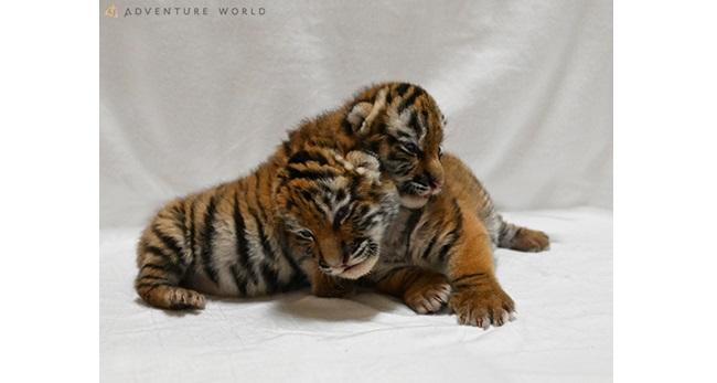 こころにスマイル 未来創造パーク アムールトラの赤ちゃんが2頭誕生