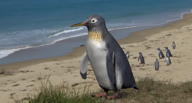 岡山理科大学】最古・最小級のペンギン化石は新種と判明 | ニュース
