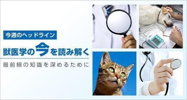 筋肉増強剤（アナボリックステロイド）と動物用医薬品 | 今週のヘッドライン | EDUONE MEDIA／エデュワードプレスの獣医療情報サイト