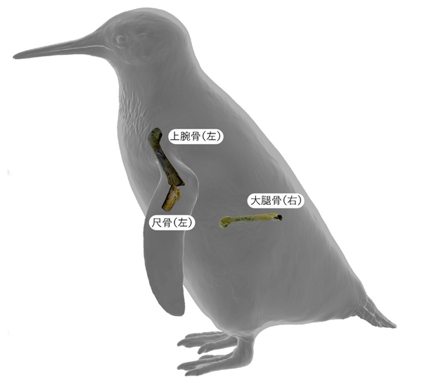 ペンギン　石づくり 微笑ましすぎる。キラキラの石を愛する相手にプレゼントする