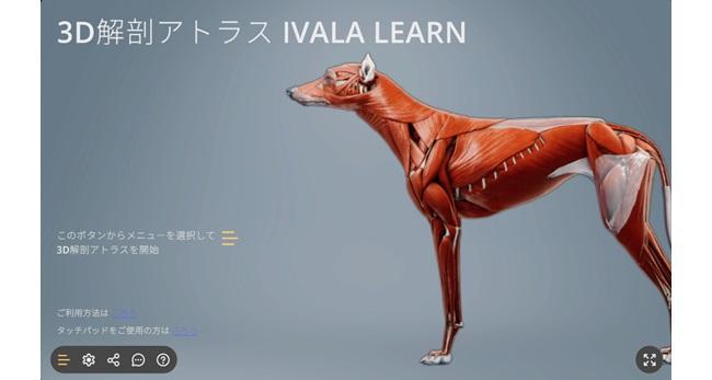 3D解剖アトラス「IVALA LEARN」日本版がついにリリース！ サービス担当者が語る3つの魅力